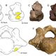A and C show a deformed cervical vertebra, compared to B and D, a regular vertebra. E and F show another view of the cervical vertebra. (Image: Van der Geer and Gallis, PeerJ (2017))